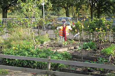 Ecologisch tuinadvies en tuinontwerp door De Stadstuinier Rotterdam